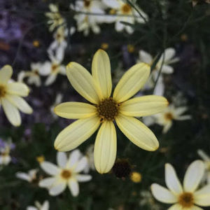 Meet your Posher, Sophia